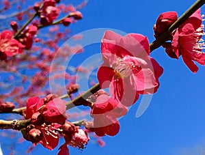 Sakura Season