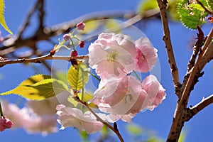 Sakura shaped like a Buddha riding an elephantPrunus Shirofugen