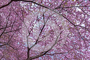 Sakura sky at Matsuda, Japan