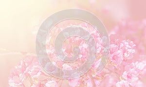 Sakura in soft style background