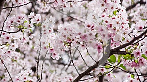 Sakura in Sping Time