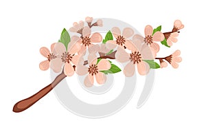 Sakura sprig, spring cherry blossom.