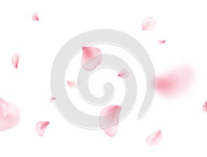 Sakura spring blossom on white banner. Flower petal flying background. Pink rose composition. Beauty Spa product frame