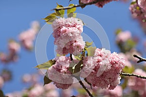 Sakura Spring pink flowers