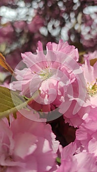 Sakura spring in Uzhhorod, Ukraine