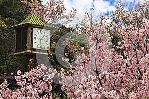 Sakura, temple and blue sky