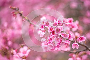 Sakura in Thailand