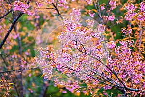 Sakura in Thailand