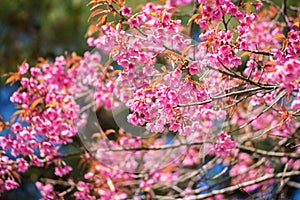 Sakura in thailand