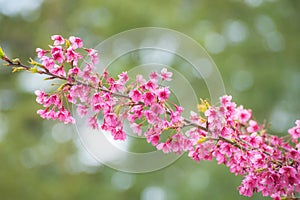 Sakura in thailand