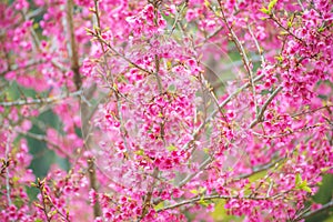 Sakura in thailand