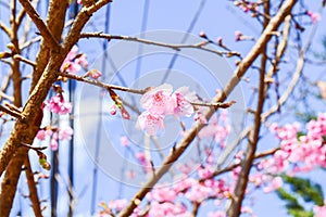 Sakura Of Thailand