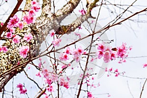 Sakura Of Thailand