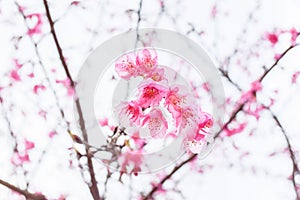 Sakura Of Thailand