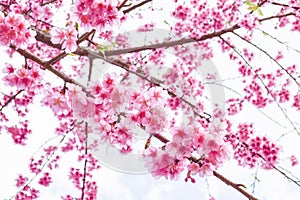 Sakura Of Thailand