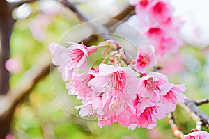 Sakura Of Thailand