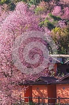 Sakura Thailand or Cherry blossom flower bloom on the little village mountain. In front of wooden house in the north of Thailand,