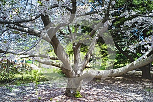 Sakura tree in April at Qingdao, China