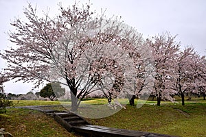 Sakura tree around Tian porcelain Park, saga-ken, Japan