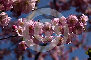 Sakura tree blooming in spring with a branch covered with pink flowers