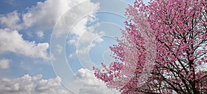 Sakura tree with blooming in UENO PARK