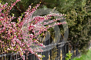 Sakura tree blooms in spring
