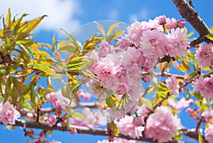 Sakura tree blossoms in spring against a blue sky