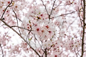 Sakura tree (cherry blossom) in Sakuranomiya park, Osaka, Japan, for close up and background use, shallow DOF