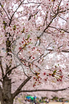 Sakura tree (cherry blossom) in Sakuranomiya park, Osaka, Japan, for close up and background use, shallow DOF