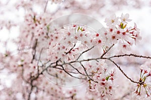 Sakura tree (cherry blossom) in Sakuranomiya park, Osaka, Japan, for close up and background use, shallow DOF