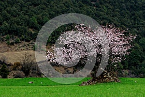 Sakura tree in the green field, Qubeng village, Yunnan, China