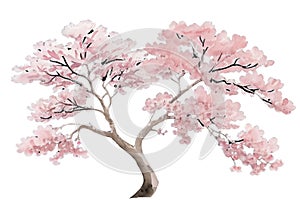 Sakura tree isolated watercolor illustration with alpha channel