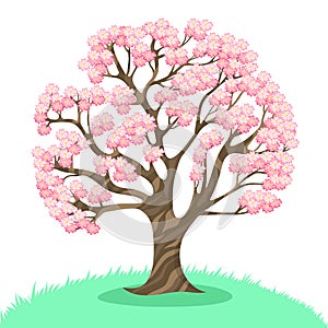 Sakura tree isolated on a white background. Vector graphics