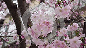 Sakura tree with pink flowers in spring bloom.