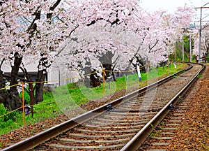Sakura tree with railroad