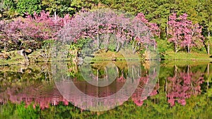 Sakura tree reflection in lake, HD1080P