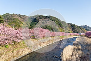 Sakura tree and river