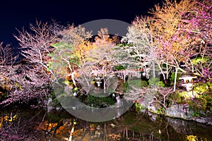 Sakura tree with river