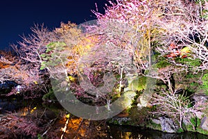 Sakura tree with river reflection