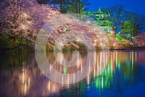 Sakura tree with river reflection at night