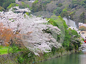 Sakura tree with river
