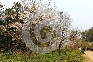 Sakura tree in spring photo