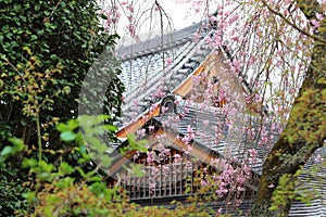 Sakura tree and temple in Japan