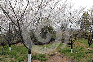 Sakura tree on tianzhushan mountain photo