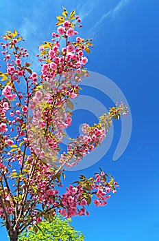 Sakura treer or Cherry tree