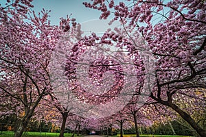 Sakura trees blooming with pink flowers shelter an alley underneath at sunrise convey gentle touch, kindness and fragility concept