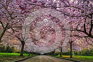 Sakura trees blooming with texture of pink flowers shelter an empty alley at sunrise conveying gentle, mild and kind feelings