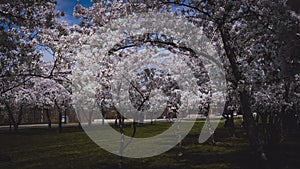 Sakura Trees at Brock University photo