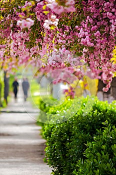 sakura trees in full blossom along the street