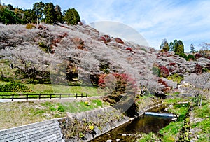 Sakura trees in pink color full blooming on small hill with green grass , colorful autumn trees surrounding the hill in spring,Jap